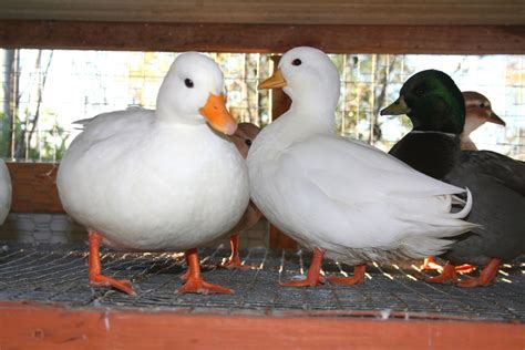 We have several ducks for sale. . White call ducks for sale craigslist